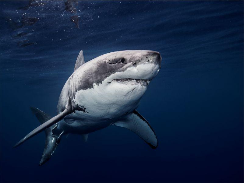 Shark Cage Diving